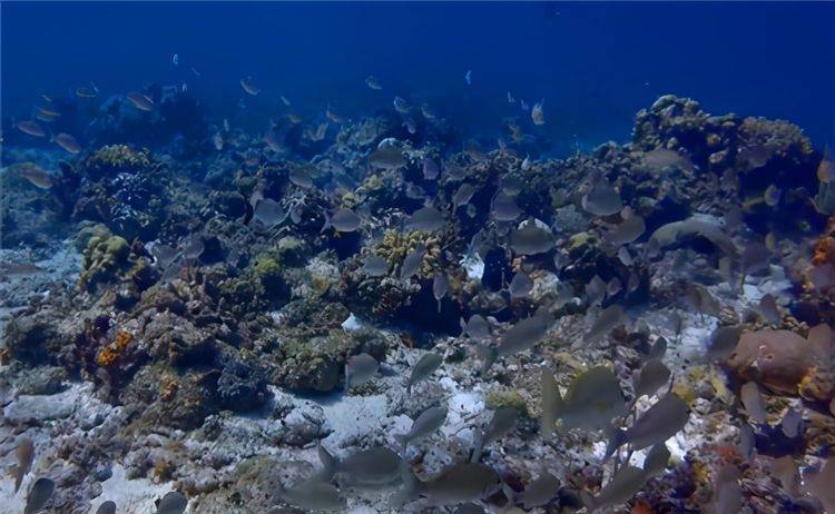 马里亚纳海沟底部照片图片