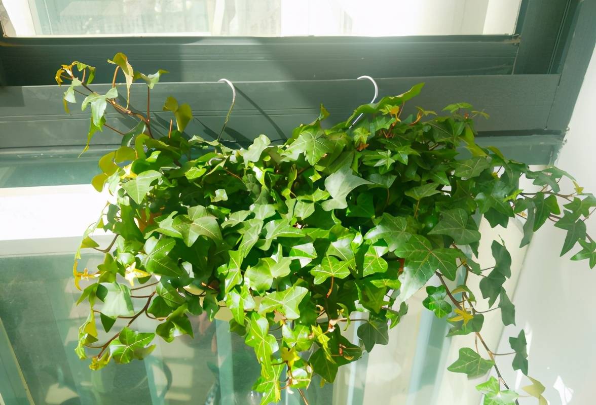 原创出差家中无人花草盆栽该怎么办抓紧学几招来补水吧