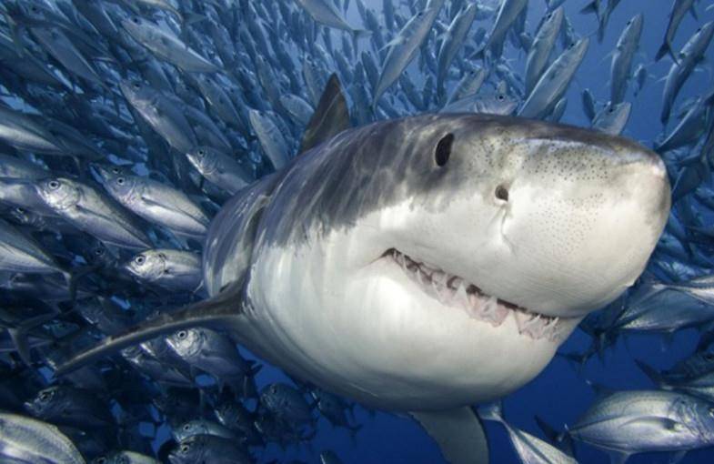 周公解梦,梦见一条四条腿的鱼,寓意何在? 周公解梦,梦见一条四条腿的鱼,寓意何在?