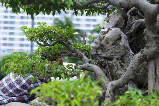 树是怎么做成卫生纸的 7b966eb521db468cb33f10357db63a3f.jpeg