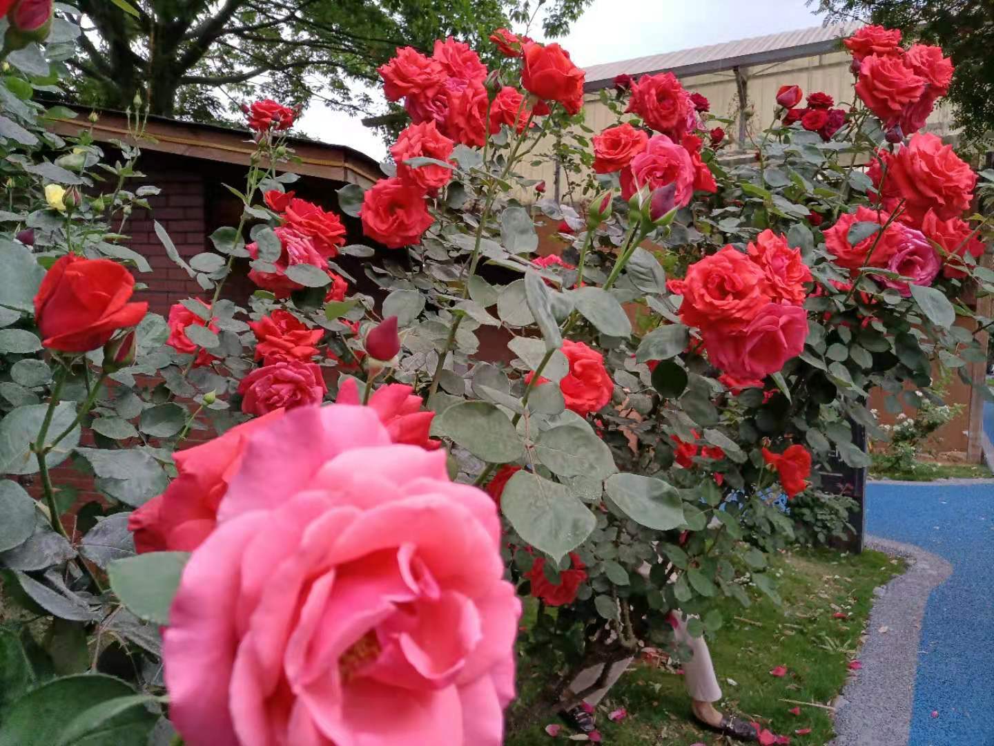 弥勒市逛玫瑰庄园拍下玫瑰花与大家一起分享