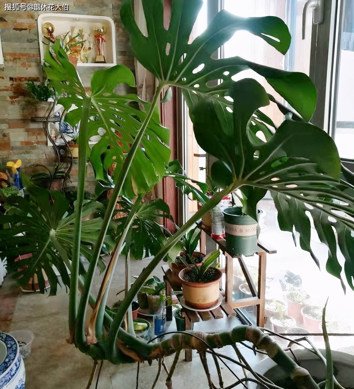 6款北欧风"小型绿植",放客厅,既显档次又格外契合