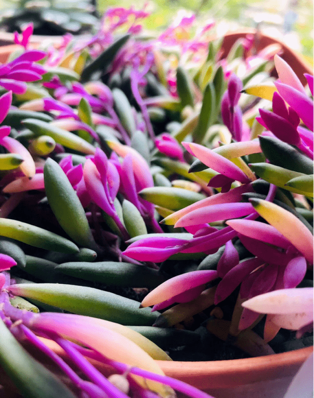 紫玄月这种多肉应该是非常好养的一种了