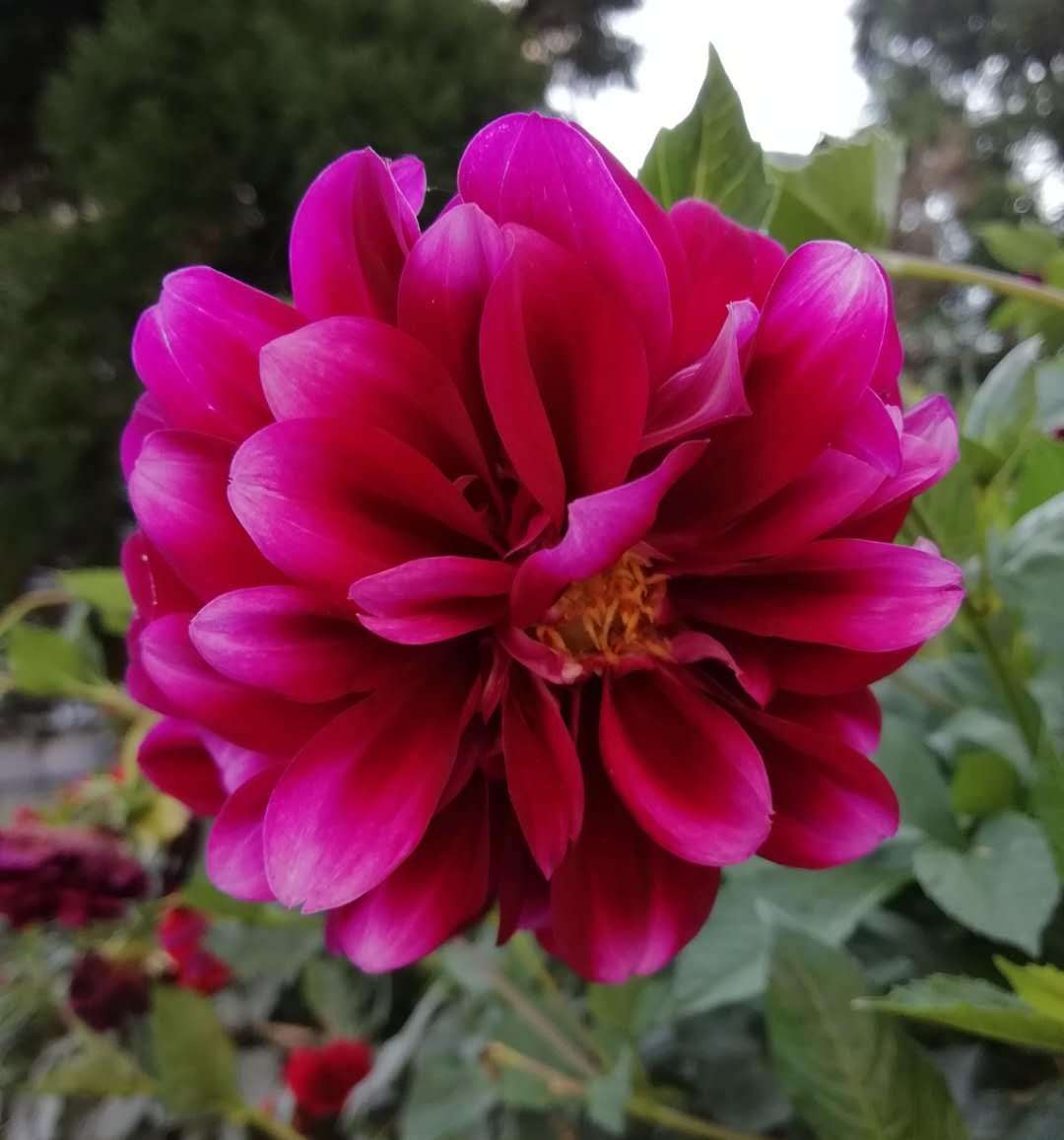 心理测试 四种幸运花 你会选哪种 测你这辈子是不是好运连连 生活