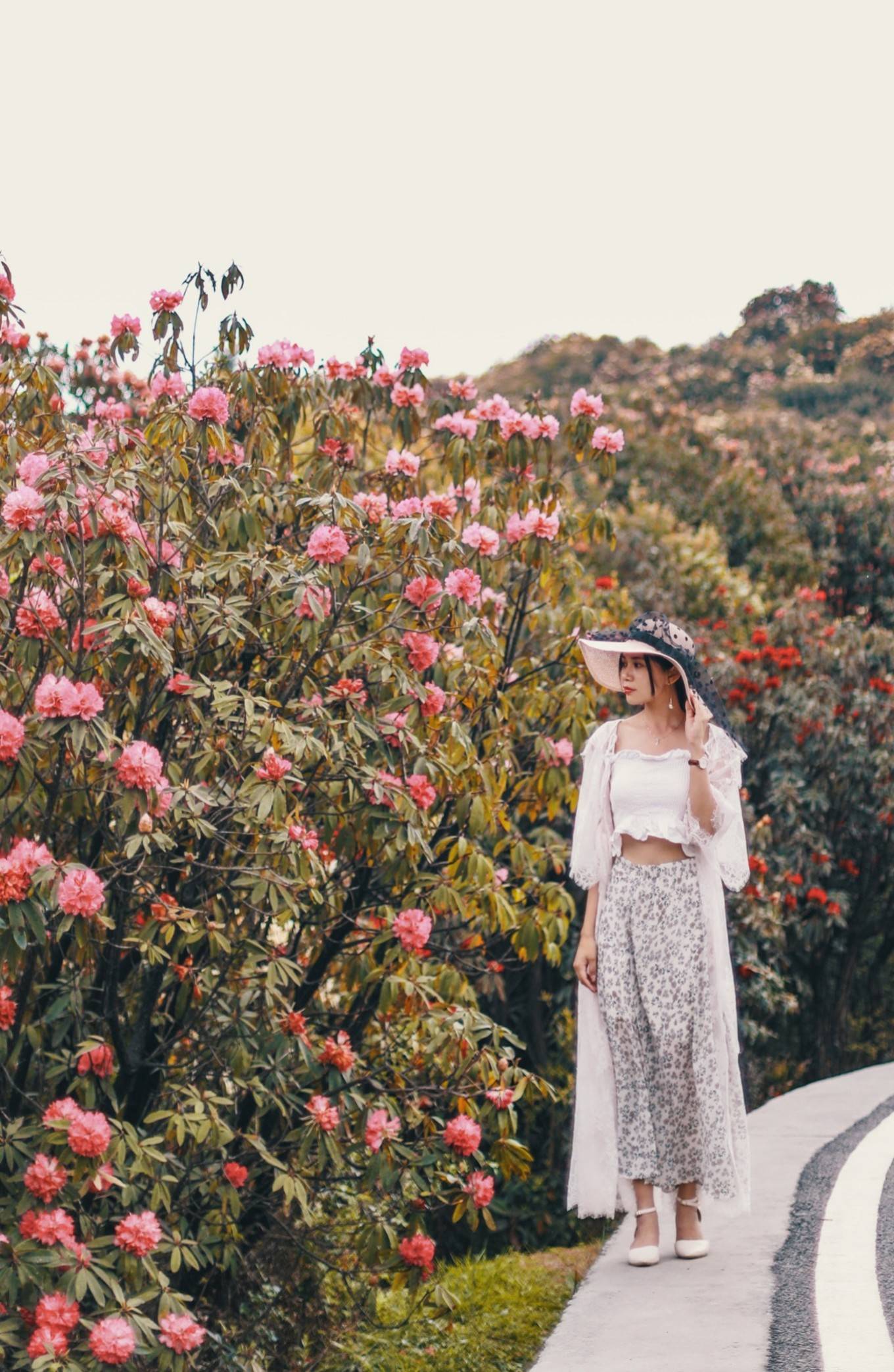 贵州毕节的杜鹃花开得漫山遍野百里杜鹃一片花海是在太惊艳
