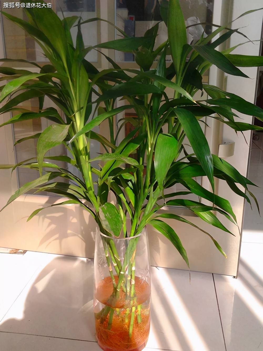 富贵竹怎么养好看又多 f654aa54d97f4778b3c350dbb28ed894.jpeg