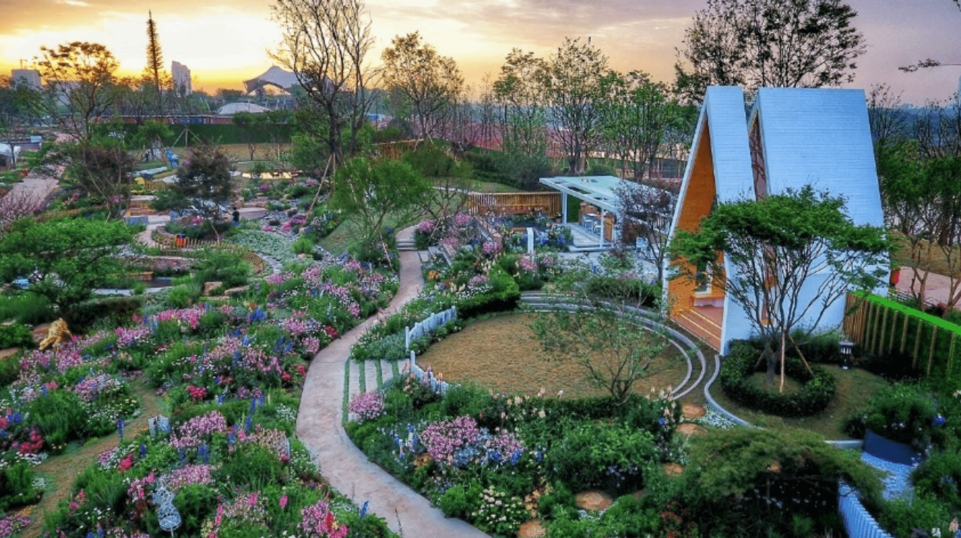 温江绣球花基地图片