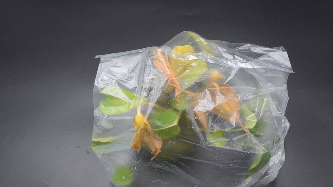 花卉上套一个塑料袋,作用真厉害,可惜懂的人还不多,涨知识了