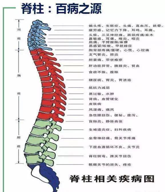 脊柱的划分图解图片