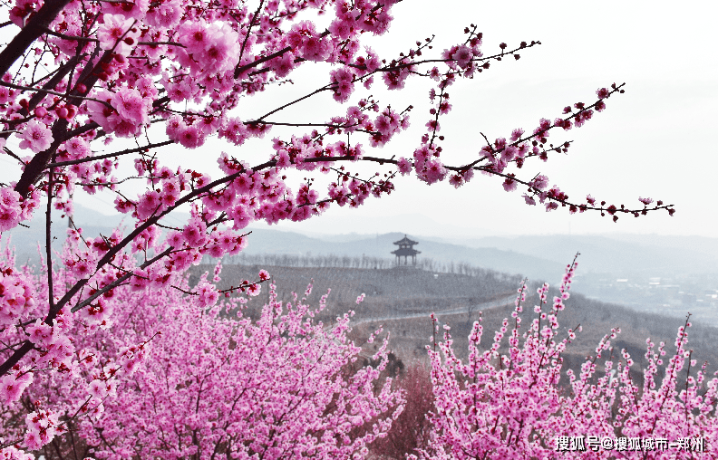 嵩县12个春游地！赏花、爬山、野餐！能玩一整个春天…