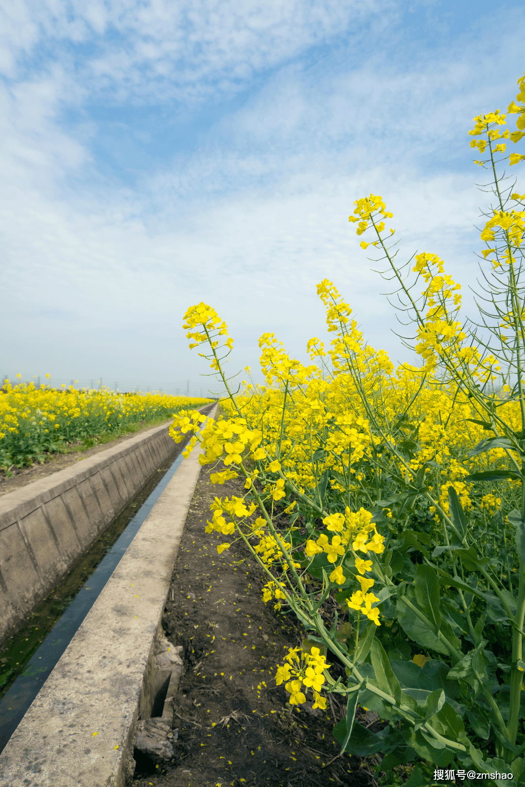 f调笛子曲谱简单易学