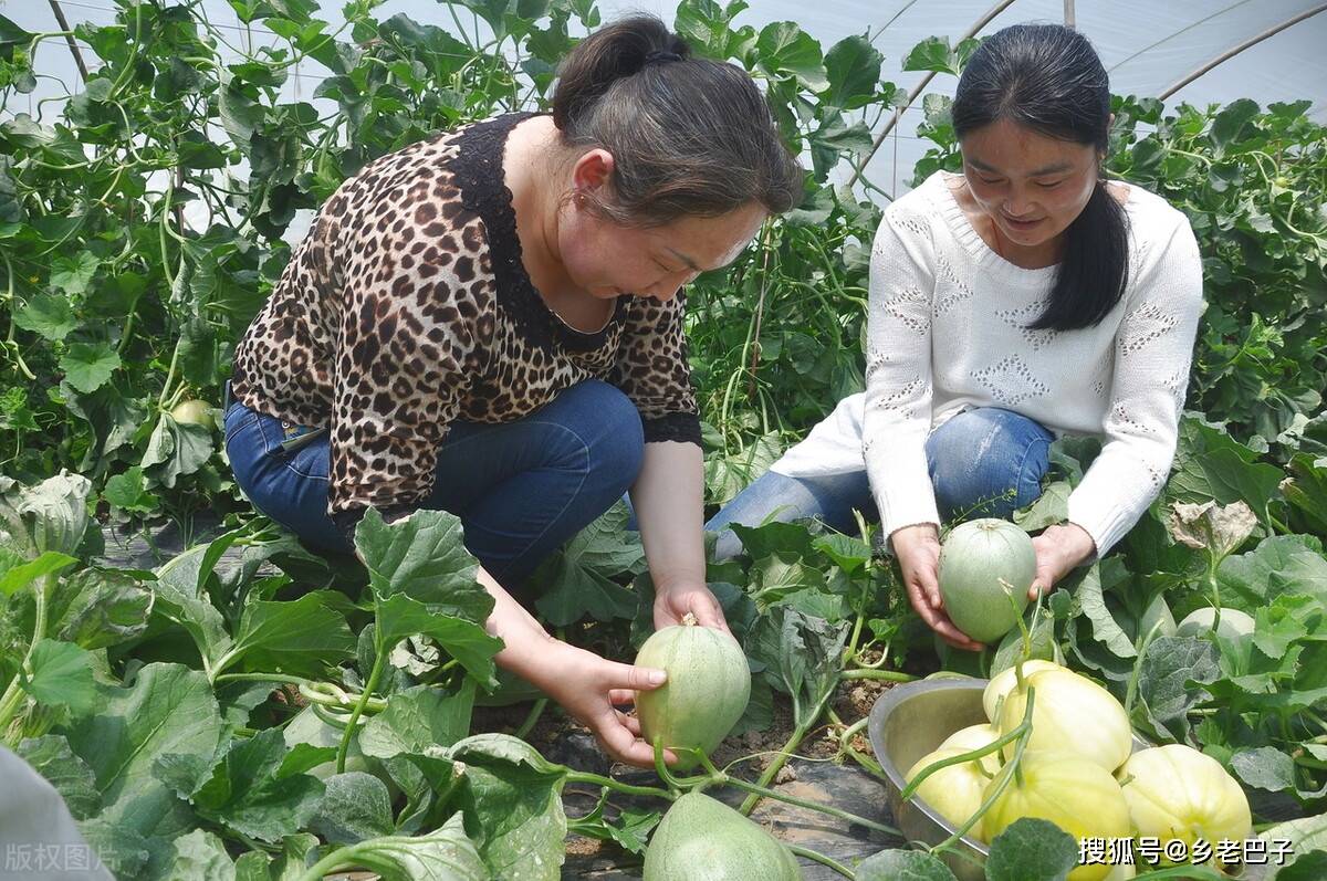 原创甜瓜种植想高产关键在整枝去主留子孙藤结瓜多还藤旺