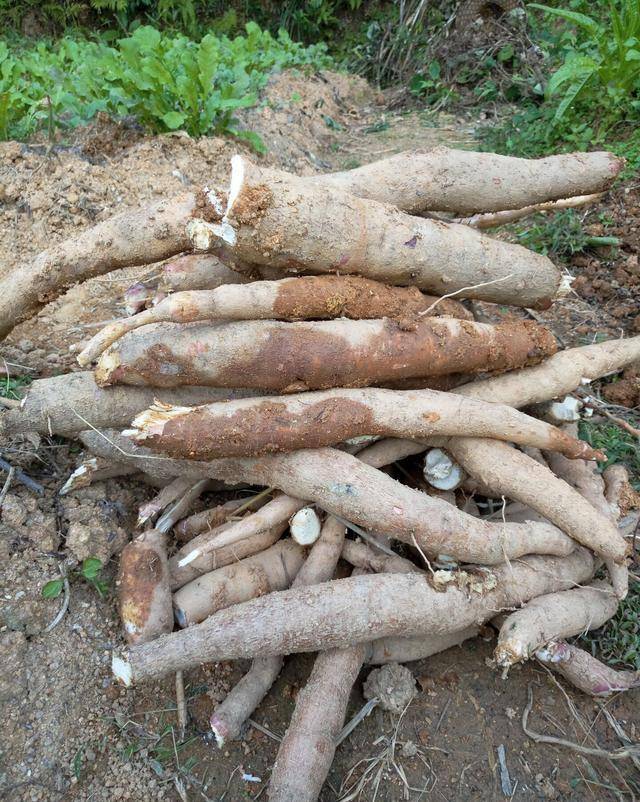 木薯是红薯吗图片 69ef11174bcb47bb8ee7c52308925176.jpeg