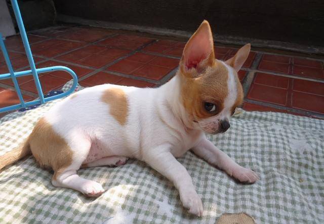 小型犬品种大全吉娃娃 6d44f2dfdd754c85bdb02180d935862d.jpeg