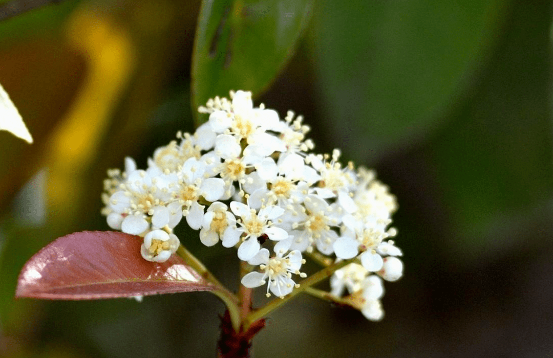 花中的污妖王,十首石楠花的诗词,最不正经的石楠花的另一面!_味道