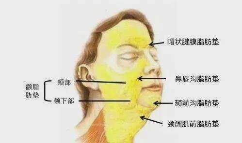 腮在脸的什么位置图片图片