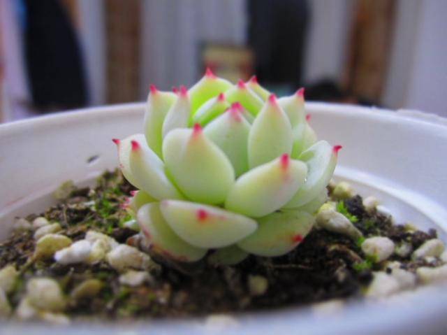 多肉植物不好养 那是你没养过这几种 皮实货 叶片