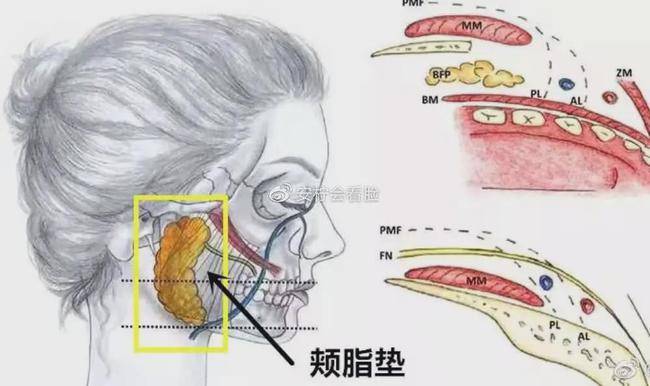 翼下颌皱襞高清图图片