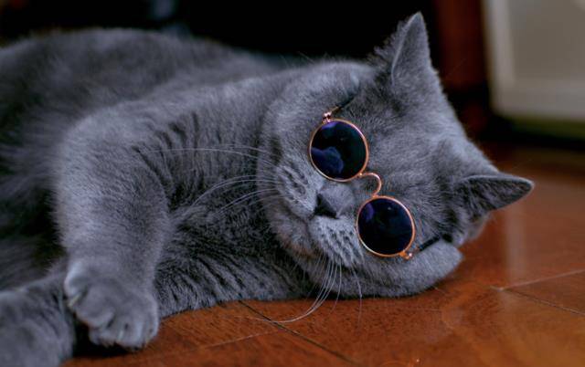 蓝色的猫咪好看吗 0b3c7087574843ad832e29006b469fe0.jpeg