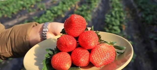 什么土不能种草莓 1008edb9c7f543028de08ec7b561462b.jpeg