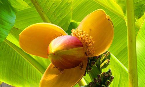 芭蕉花原来是味中药 很多少数民族用它炖汤喝 比止痛药还有效 广西