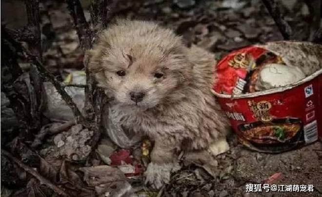 为啥流浪狗很多都是田园犬 原因有5个 让人痛心 狗狗