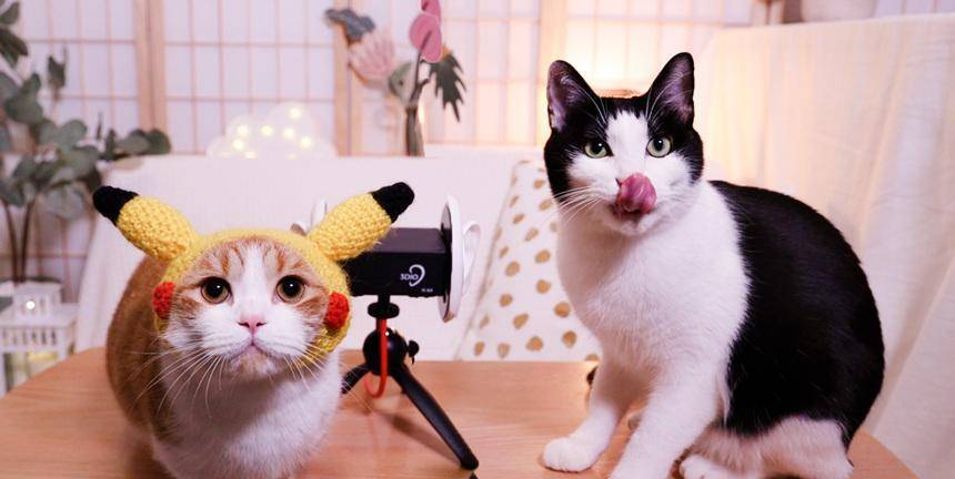 猫咪怎么样是讨厌你 b9eaf7cf0eca47fca6ff9d1ee15b0076.jpeg