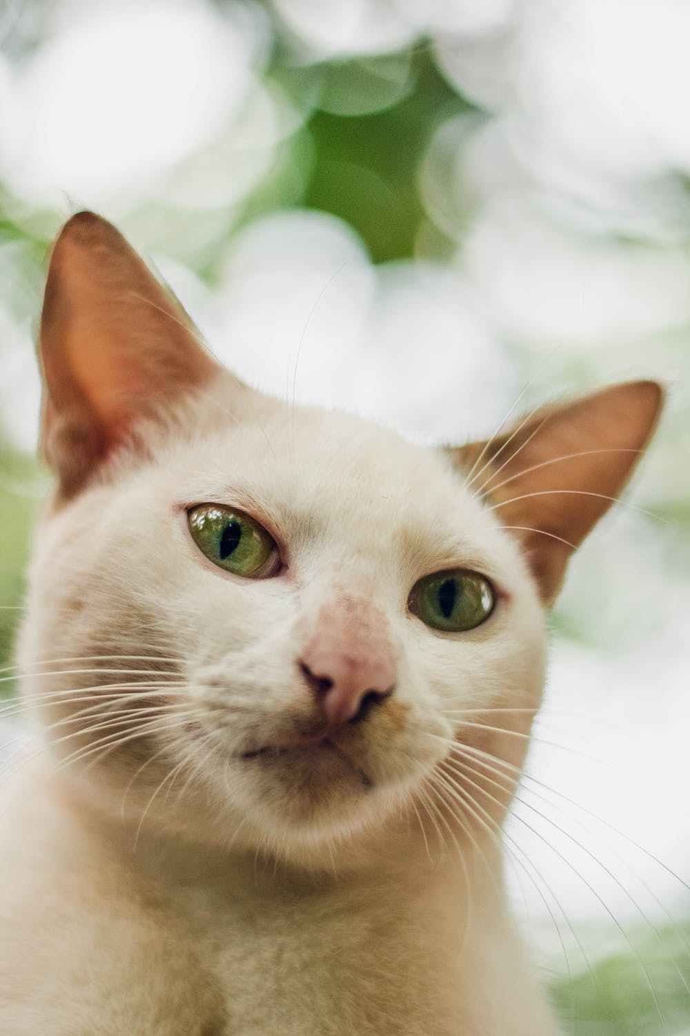 剃毛真的会让猫咪凉快吗?_毛发