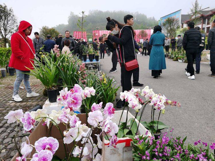 百里杜鹃管委会为推进乡村旅游将鹏程社区设立为花鸟市场