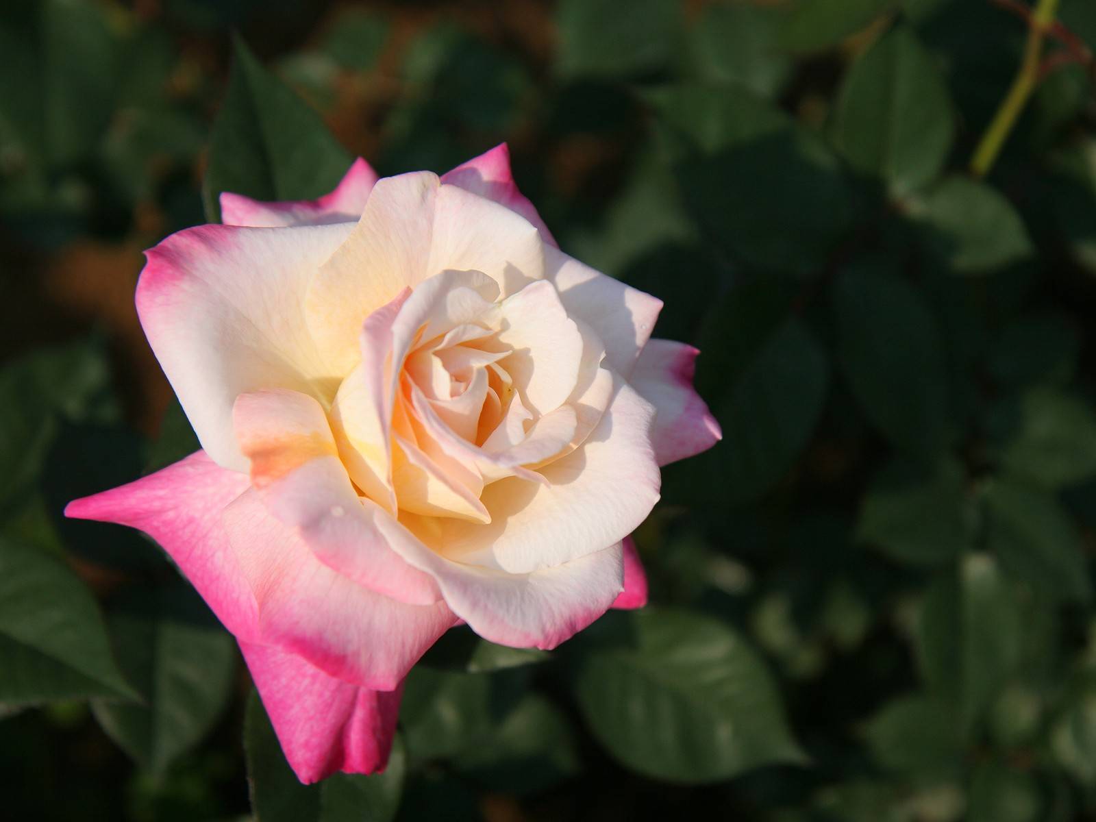 4月12日星座运势 不甘平庸 胸有成竹的四大星座 工作