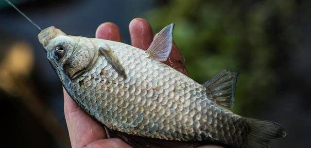 繼鯉魚之後為什麼現在吃鯽魚的人也越來越少了