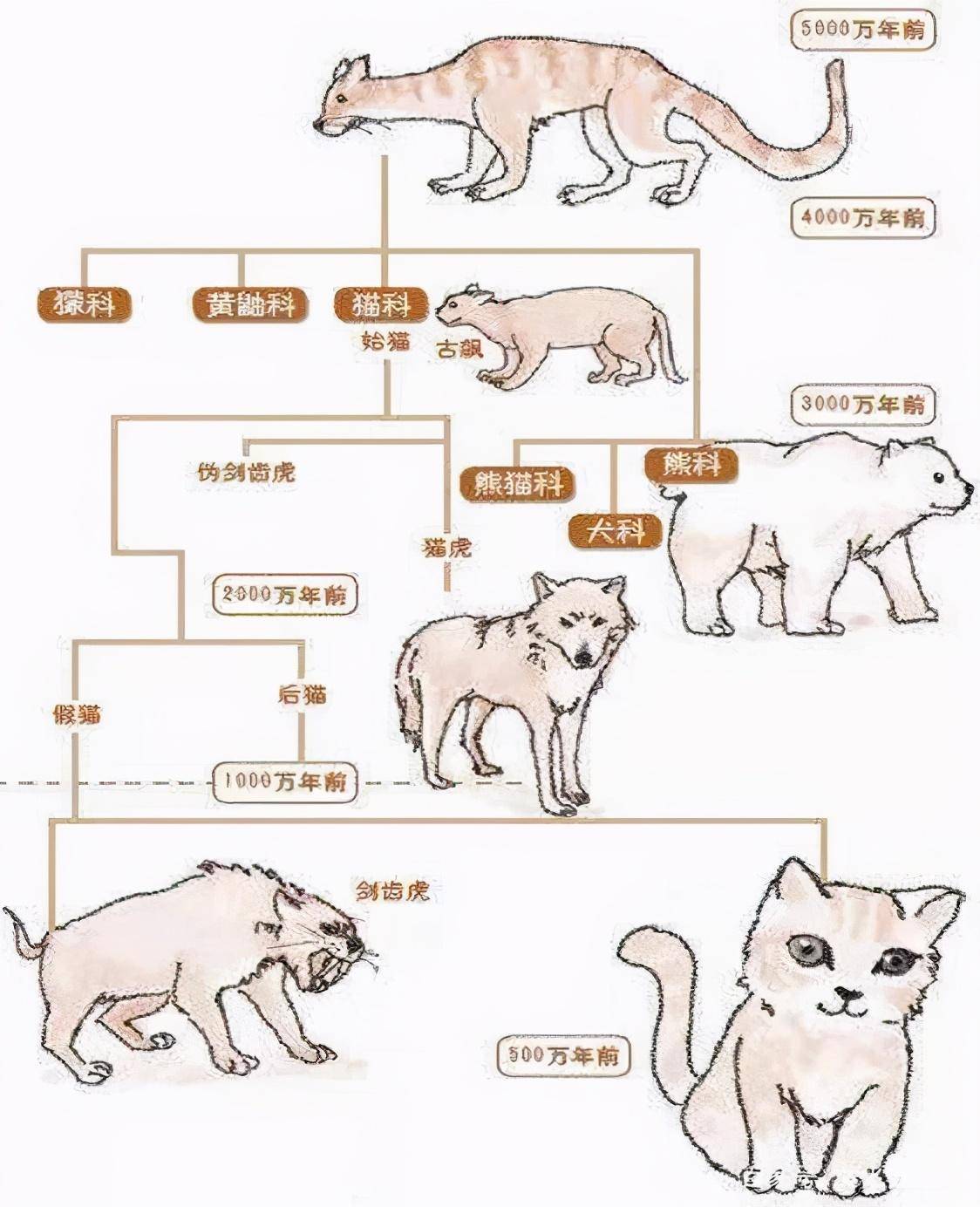猫每个阶段成长过程图图片