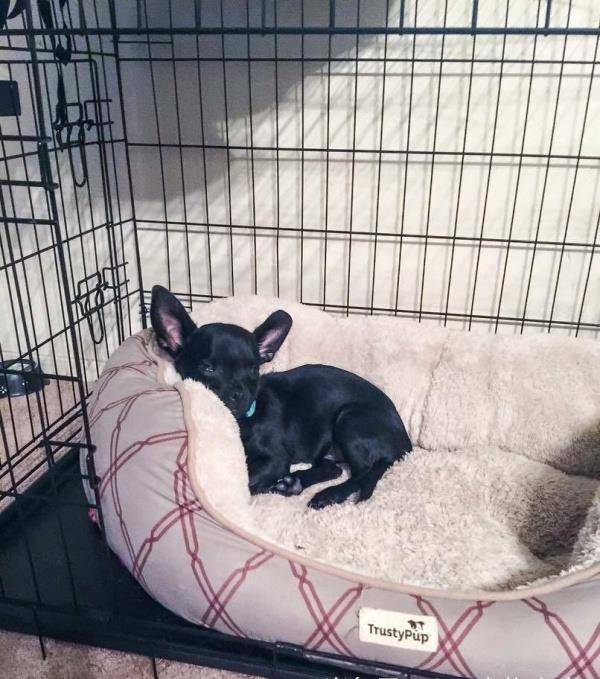 如何给狗狗做床 a2fa9e5166934a50b320b484c5041377.jpeg