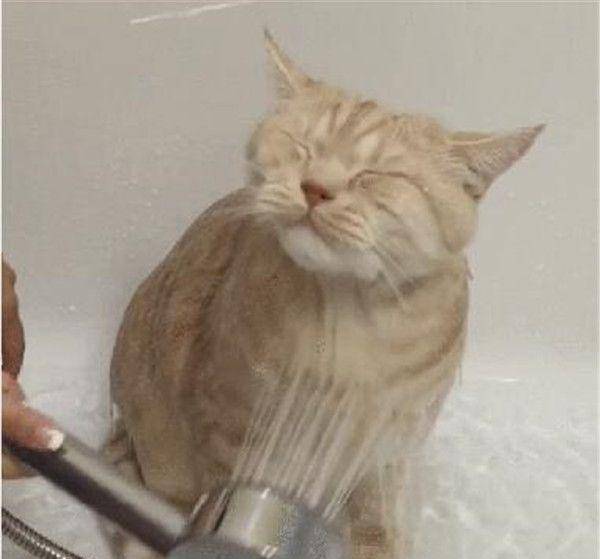 猫咪洗澡多少度水温 e7a2d90fbf504167a82e9ddcc543bd70.jpeg