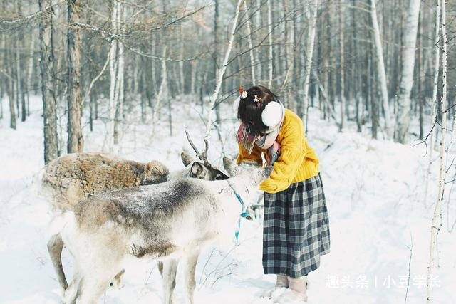 内蒙古的最北端，国内唯一放牧驯鹿的鹿园，在此拍上人像大片