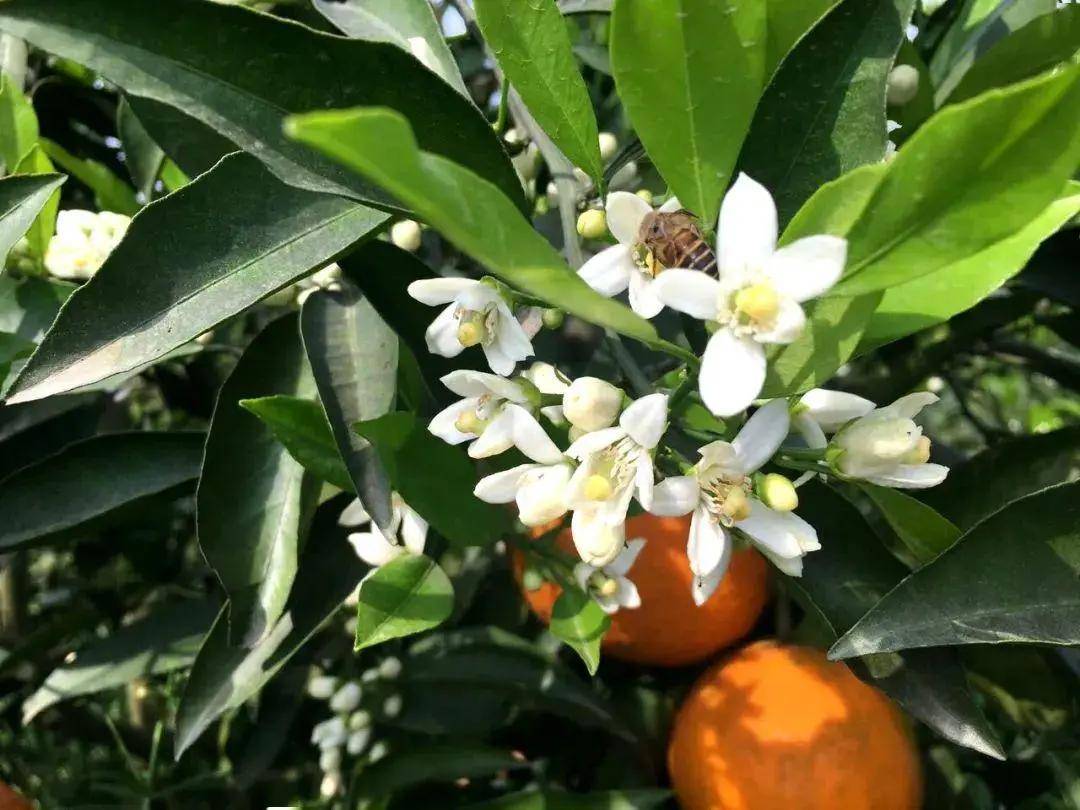 全体农民注意 柑橘出现了这个问题 哭都来不及 的结果