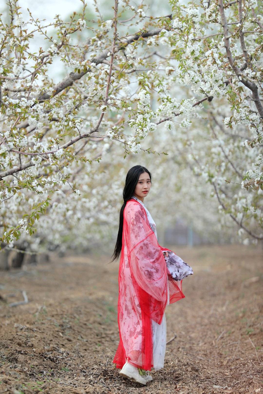 北京城市副中心，一路向东是西集，藏着不收门票的万亩樱桃花林