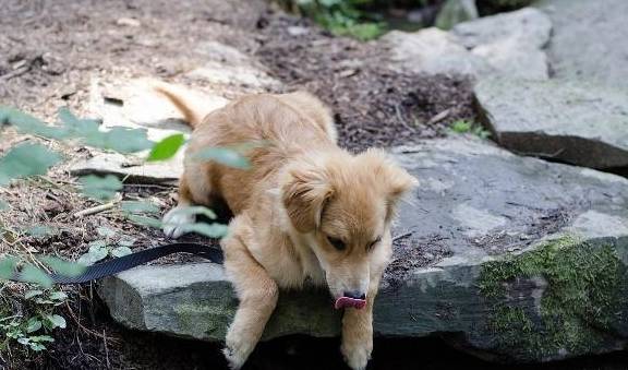 狗狗是身体脱水了吗 可以从这6个症状看出 情况严重恐会丧命 水分