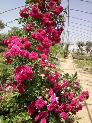 家里有个小院子,养对花很关键,开满院子的花才迷人