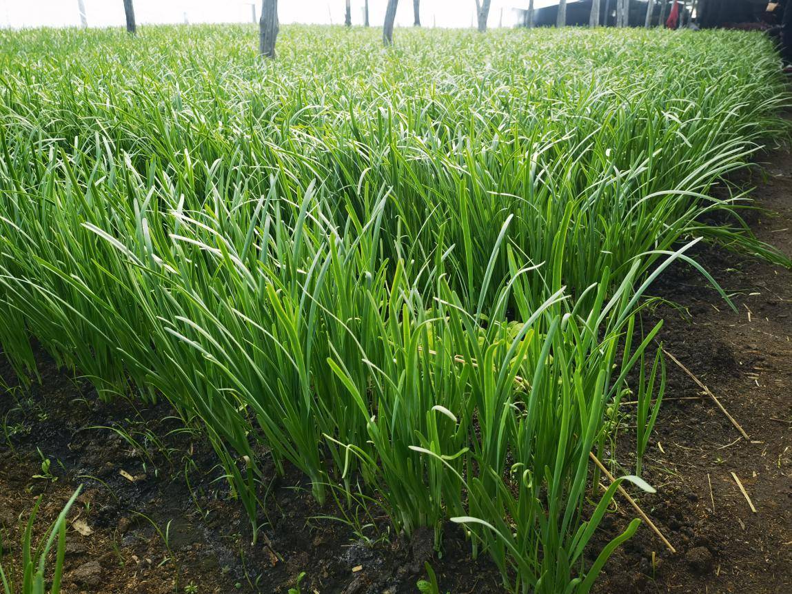 黑龙江海伦蔡家屯韭菜俏销市场