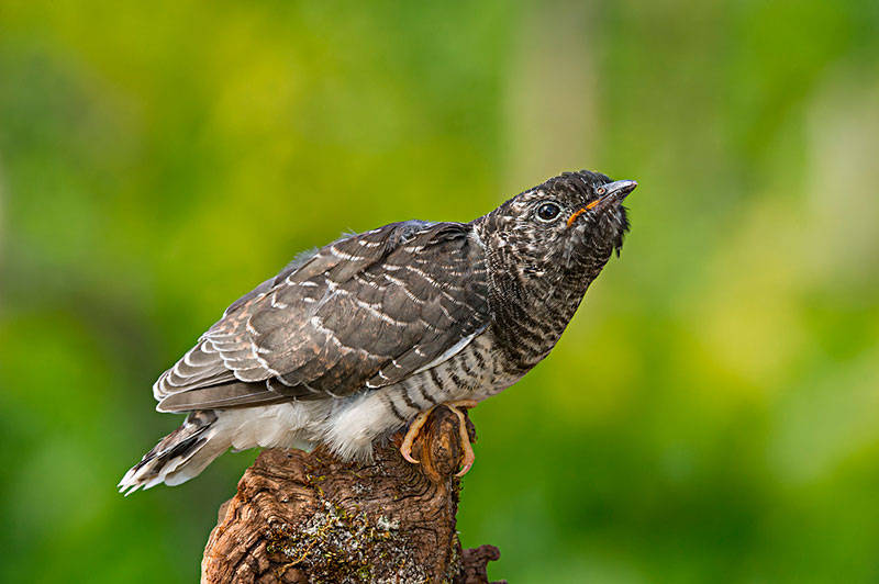 这鸟叫声凄凉阴沉有故事