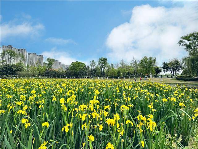 幸福富贵 的祝福 菖蒲今年在成都高新锦城湖提前绽放 公园