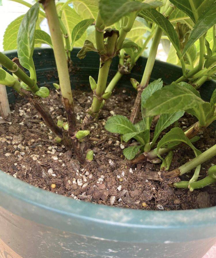 原创春天养绣球无尽夏根部冒新芽要特殊照顾这样花量大