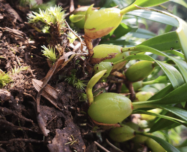 如今这种草价值比较高,也可以说是一种珍贵的植物,你见过吗?_橄榄