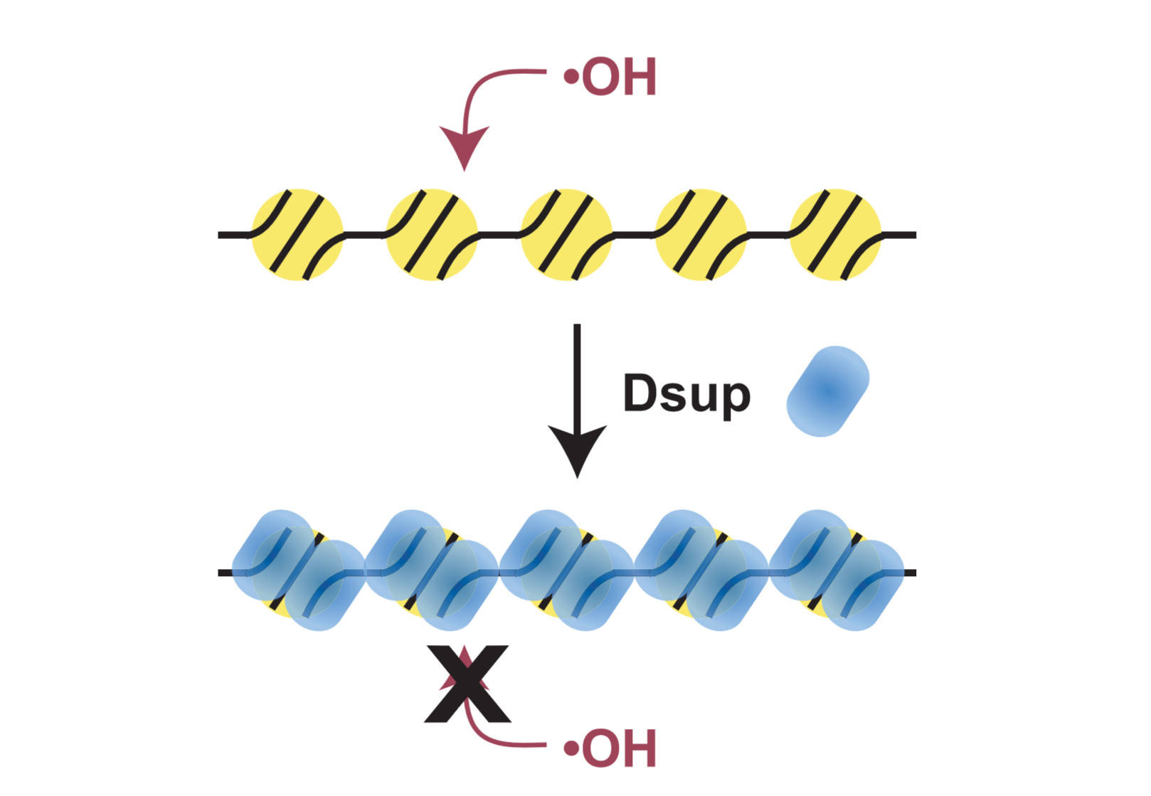 与核小体结合的dsup蛋白,能保护染色质
