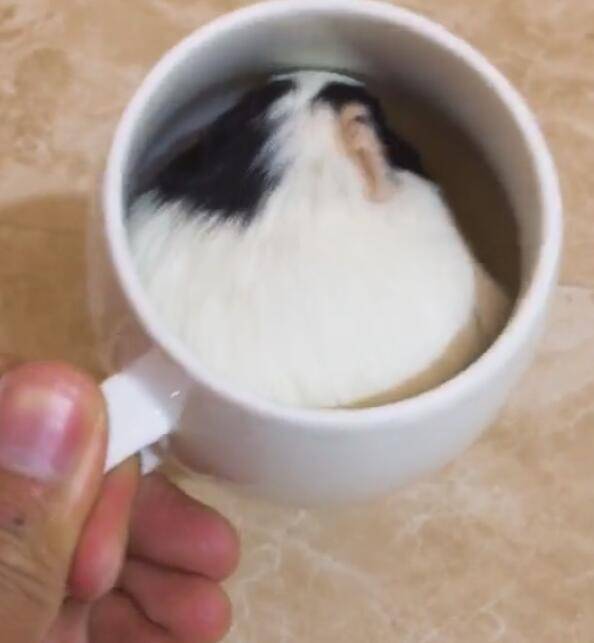 倉鼠被放進咖啡杯內，有黑色和白色，像黑白咖啡！ 萌趣萌寵 第4张