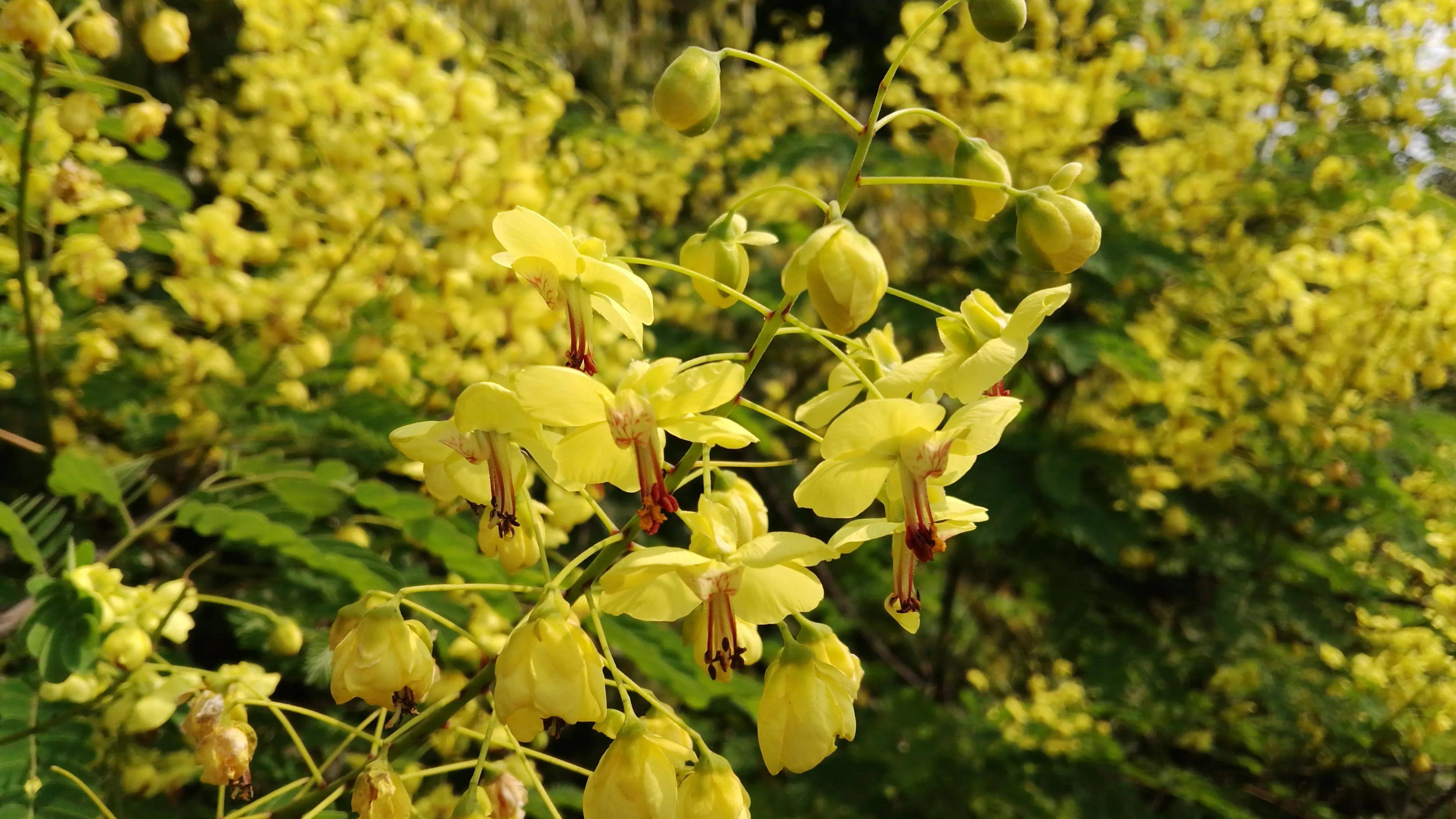 湖南资兴高码乡云实花开香气扑鼻太美了