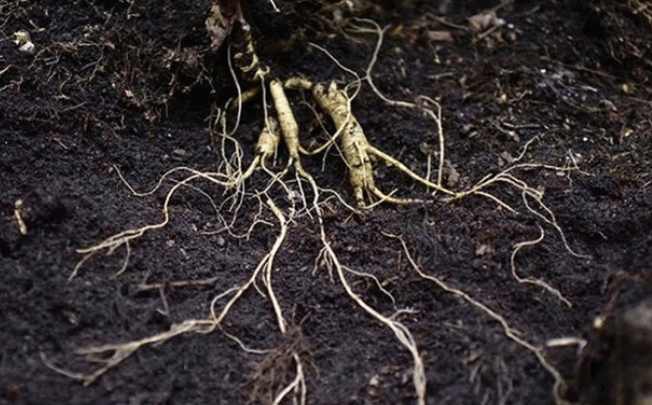 人参会跑的传说是人参文化的一个重要组成部分,增加了野山参的神秘感