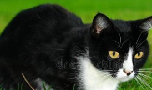 猫吃蟹肉过敏怎么办