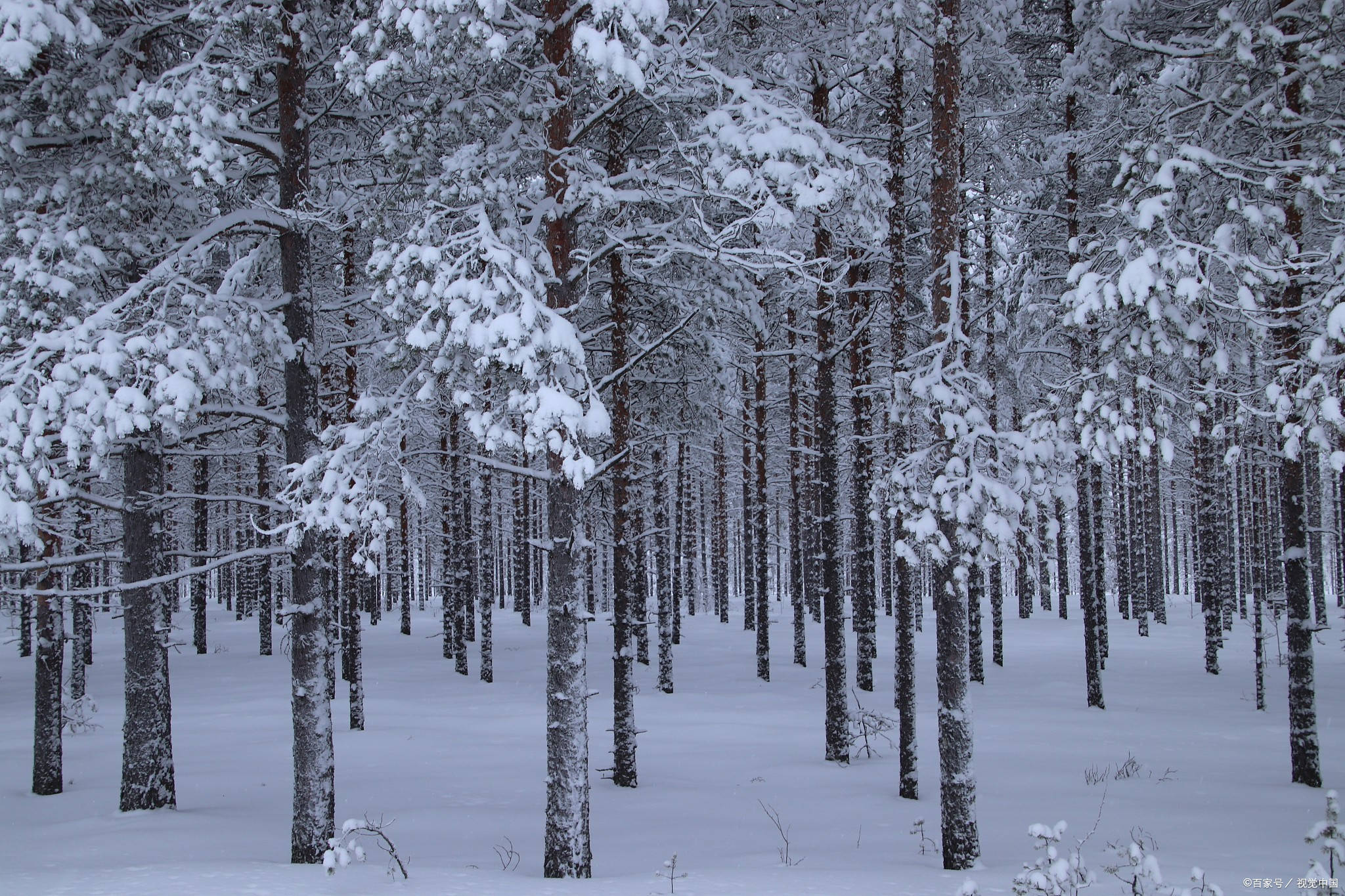 兰秋香风远,松寒不改容你觉得能代表四个季节的植物还有那些呢?